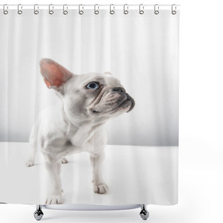 Personality  Adorable French Bulldog Puppy Looking Away On White Shower Curtains