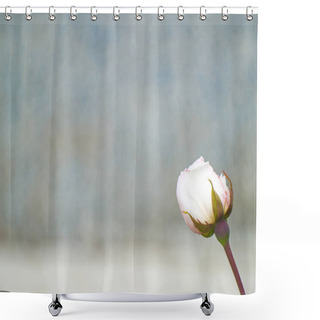 Personality  White Rose In Blooming With Copy Space For Text Shower Curtains