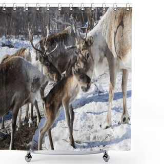 Personality  Herds Of Deer In The Snow. Shower Curtains