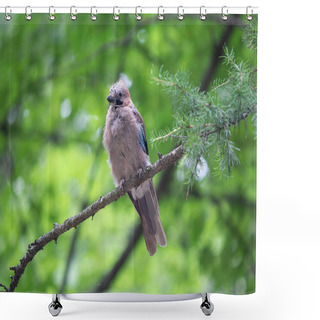 Personality  Jay Sitting On A Branch In The Forest. Bird Shower Curtains