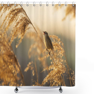 Personality  Eurasian Reed Warbler Acrocephalus Scirpaceus Bird Singing In Re Shower Curtains