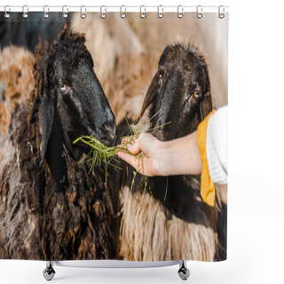 Personality  Cropped Image Of Female Farmer Feeding Sheep By Grass At Farm Shower Curtains