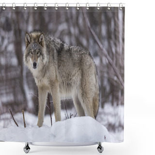 Personality  A Lone Timber Wolf Shower Curtains