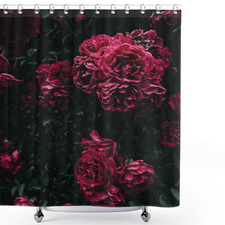 Personality  Beautiful Dark Pink Wild Roses With Dark Green Leaves. Rose Bush In The Garden Shower Curtains