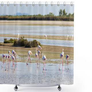Personality  Flamingos In Camargue, Provence, France Shower Curtains