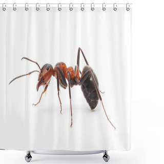 Personality  Isolated Red Ant Shower Curtains