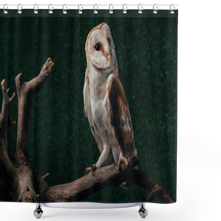 Personality  Cute Wild Barn Owl On Wooden Branch On Dark Background Shower Curtains