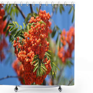 Personality  In Nature, On A Branch Of Rowan Ordinary (Sorbus Aucuparia) Ripen Berries Shower Curtains
