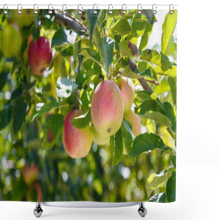 Personality  Fresh Red Apples Hanging On Branches Of Apple-tree In Summer Orchard. Shower Curtains