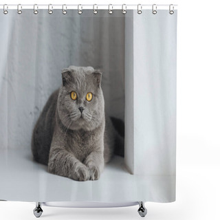 Personality  Adorable Scottish Fold Cat Looking At Camera Shower Curtains