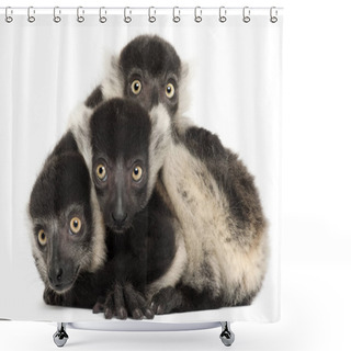 Personality  Young Black-and-white Ruffed Lemurs, Varecia Variegata Subcincta Shower Curtains