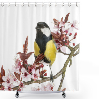 Personality  Male Great Tit Tweeting, Parus Major, Isolated On White Shower Curtains