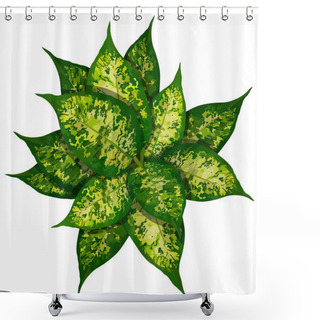 Personality  Dieffenbachia Or Dumbcane On White Background In Flower Pot Top View Shower Curtains