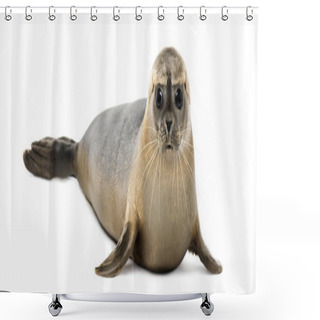 Personality  Common Seal Lying, Looking At The Camera, Phoca Vitulina, 8 Mont Shower Curtains