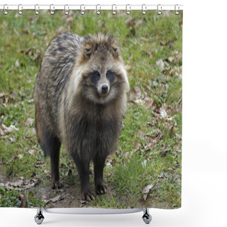 Personality  Raccoon Dog In Natural Ambiance Shower Curtains