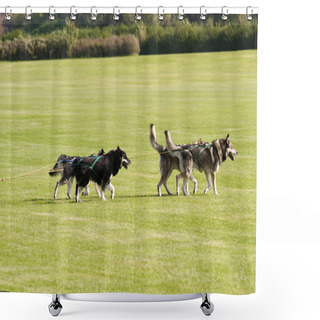 Personality  Sledge Dogs Shower Curtains