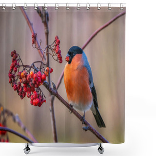 Personality  The Bullfinch Bird Sits On A Branch Of A Red Mountain Ash And Eats Rowan Berries Shower Curtains