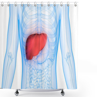 Personality  Human Body Organs Anatomy (Liver) Shower Curtains