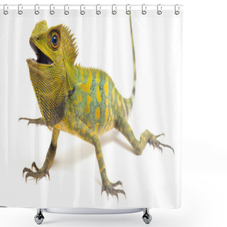 Personality  Chameleon Forest Dragon / Gonocephalus Chamaeleontinus Isolated On White Background Shower Curtains