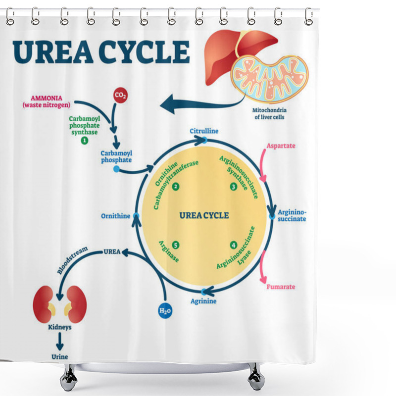 Personality  Urea Cycle Vector Illustration. Labeled Educational Ornithine Explanation. Shower Curtains