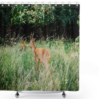 Personality  Rear View Of Deer Walking In Grass Near Forest  Shower Curtains