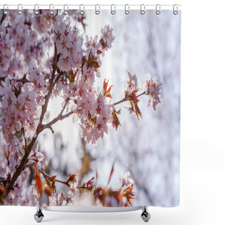 Personality  Cherry Blossom Or Sakura Flower On Nature Background. Spring Floral Background Shower Curtains