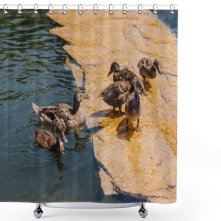 Personality  Selective Focus Of Flock Of Ducklings With Mother In Water  Shower Curtains