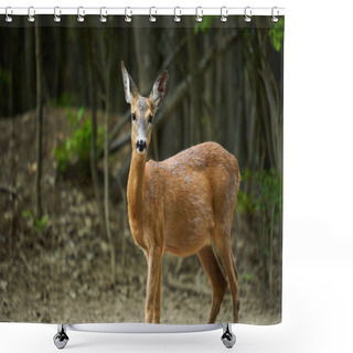 Personality  Pregnant Roe Deer, Capreolus Capreolus, At The Edge Of The Forest Shower Curtains
