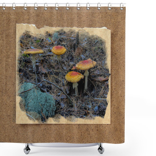 Personality  Pinery Forest Landscape, Through Pine Needles On The Ground Peep Shower Curtains