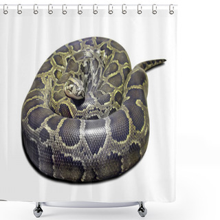 Personality  Python Molurus On White Shower Curtains