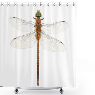 Personality  Dragonfly Shower Curtains