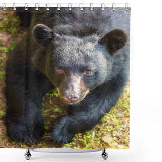 Personality  Big Brown Bear In Tennessee, USA Shower Curtains