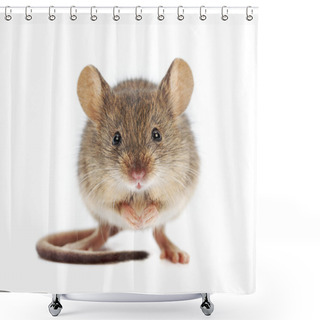 Personality  House Mouse Standing (Mus Musculus) Shower Curtains
