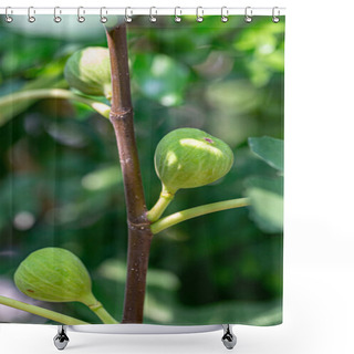 Personality  Fig Guava Young Fruit On The Branch Shower Curtains