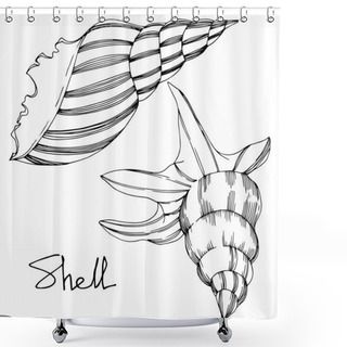 Personality  Vector Summer Beach Seashell Tropical Elements. Black And White Engraved Ink Art. Isolated Shell Illustration Element. Shower Curtains