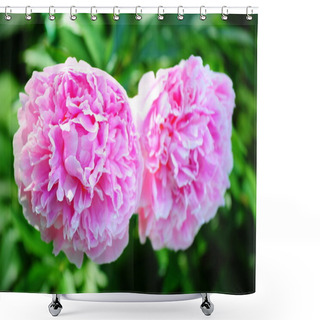 Personality  Large Flowering Double Peonies Against Their Rich Dark Green Foliage. Shower Curtains