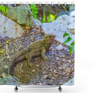 Personality  Tuatara At Kiwi Birdlife Park In Queenstown, New Zealand Shower Curtains