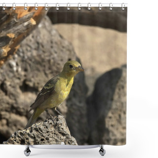 Personality  Western Tanager (female) (piranga Ludoviciana) Perched On A Big Rock Shower Curtains