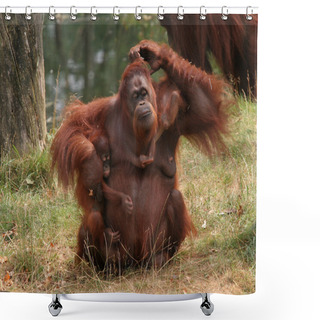 Personality  Mother Orang Utan With Two Babies Shower Curtains