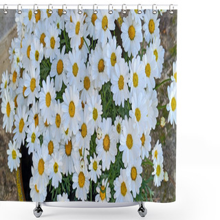 Personality  A Daisy Flowerpot, Close Up Shower Curtains