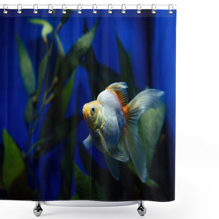 Personality  Goldfish Swimming Under Water In Aquarium With Green Plant Shower Curtains