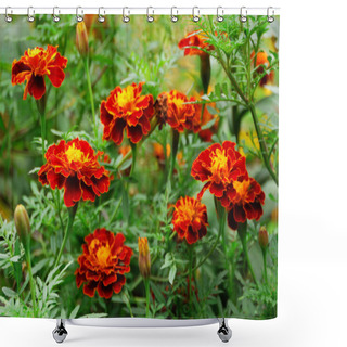 Personality  Beautiful Marigolds Shower Curtains