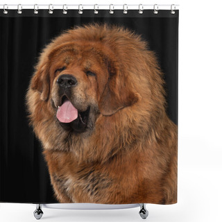 Personality  Dog. Tibetan Mastiff On Black Background Shower Curtains