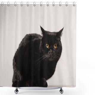 Personality  Black Cat Sitting On Table On Grey Background Shower Curtains