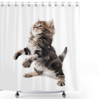 Personality  Cute Kitten Shower Curtains