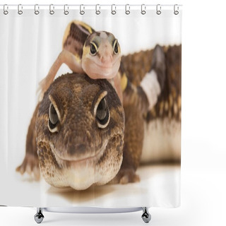 Personality  African Fat-Tailed Geckos Shower Curtains