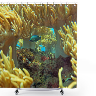 Personality  Thriving  Coral Reef Alive With Marine Life And Shoals Of Fish,  Shower Curtains