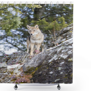 Personality  Coyote In A Natural Environment Shower Curtains