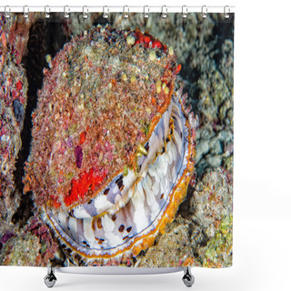 Personality  Giant Colorful Clam Underwater In Maldives Shower Curtains