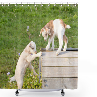 Personality  New Baby Kid Goats Exploring And Playing On Wooden Stand In Grassy Field Shower Curtains